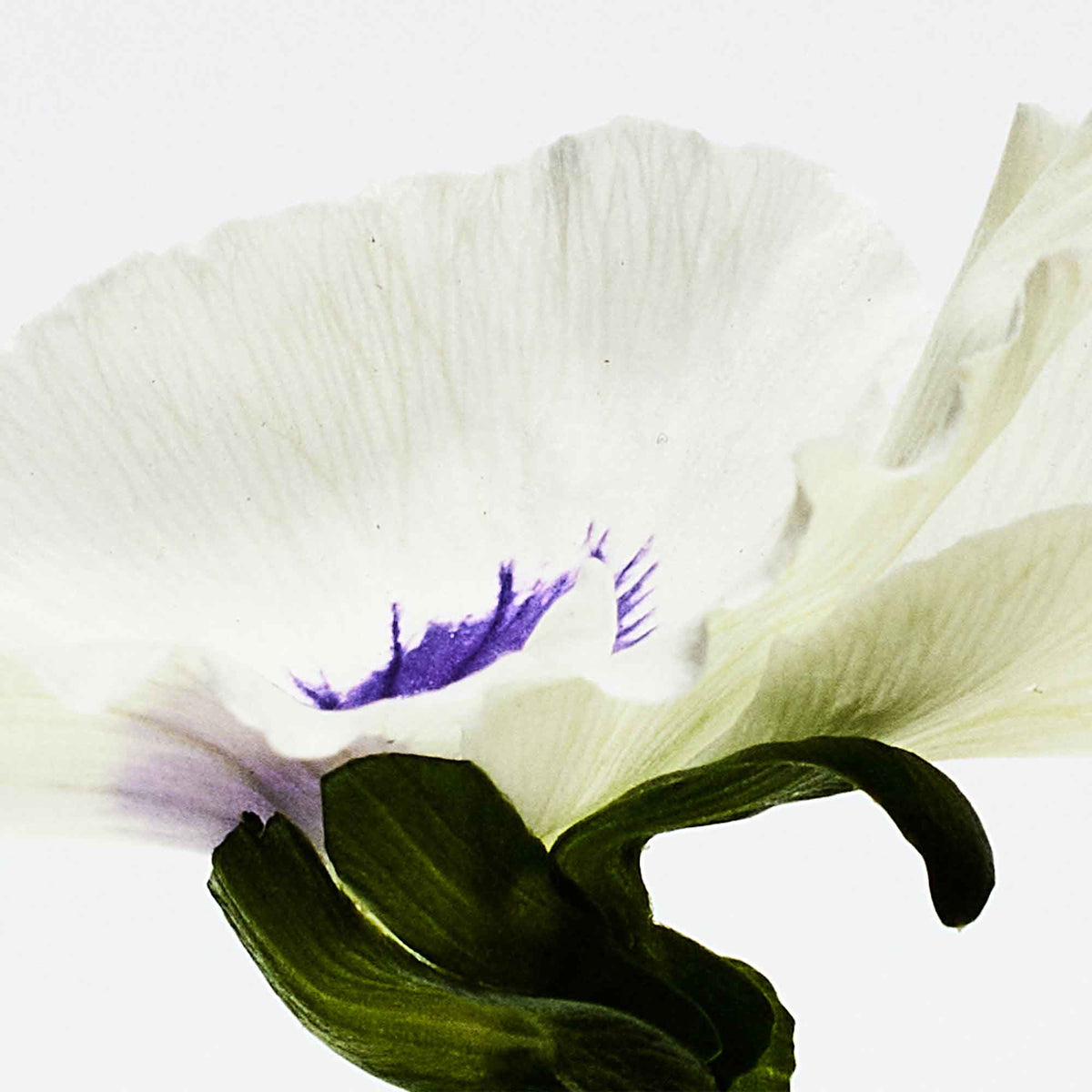 Aire Anthesis