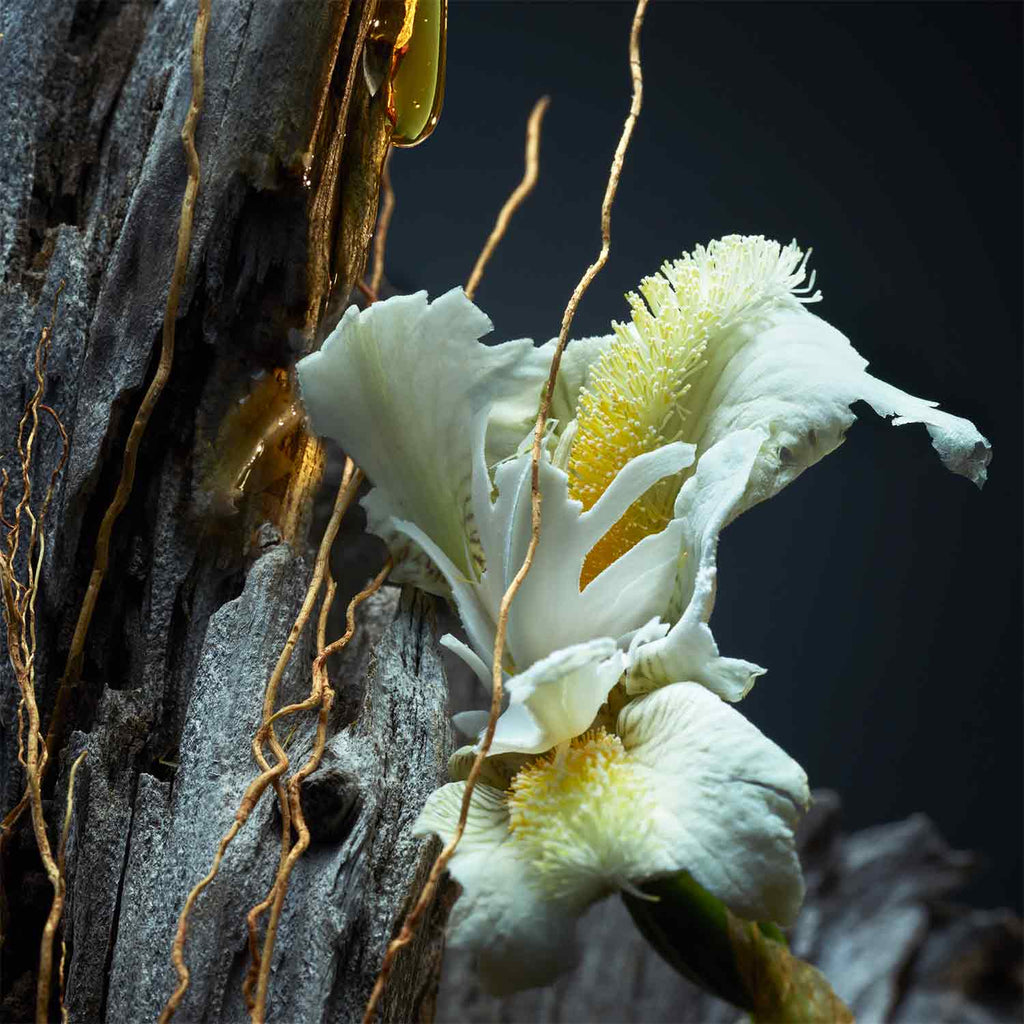 Vetiver Parfum