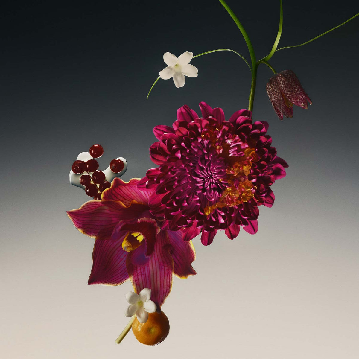 Dalia Absoluta