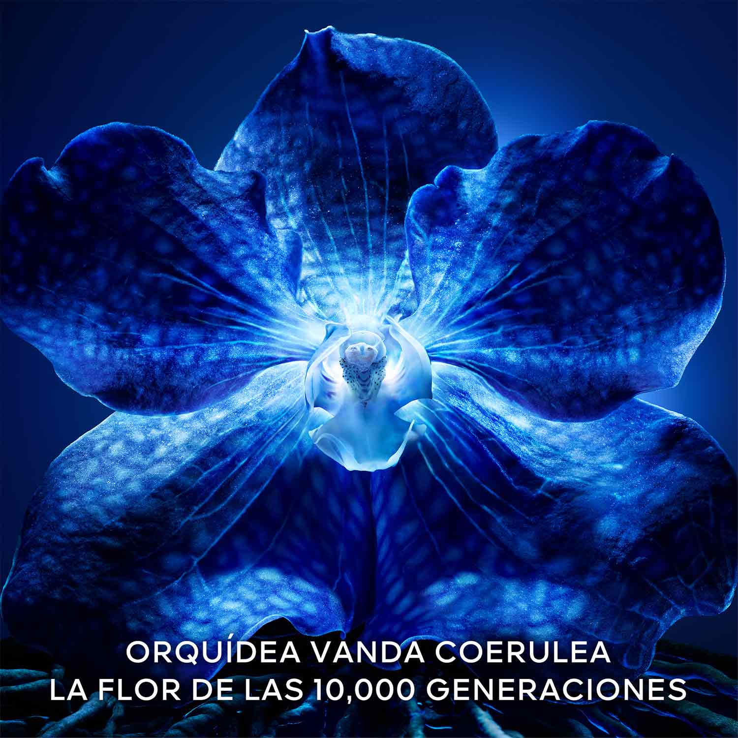 Orquidea Imperial 6G Day Cream