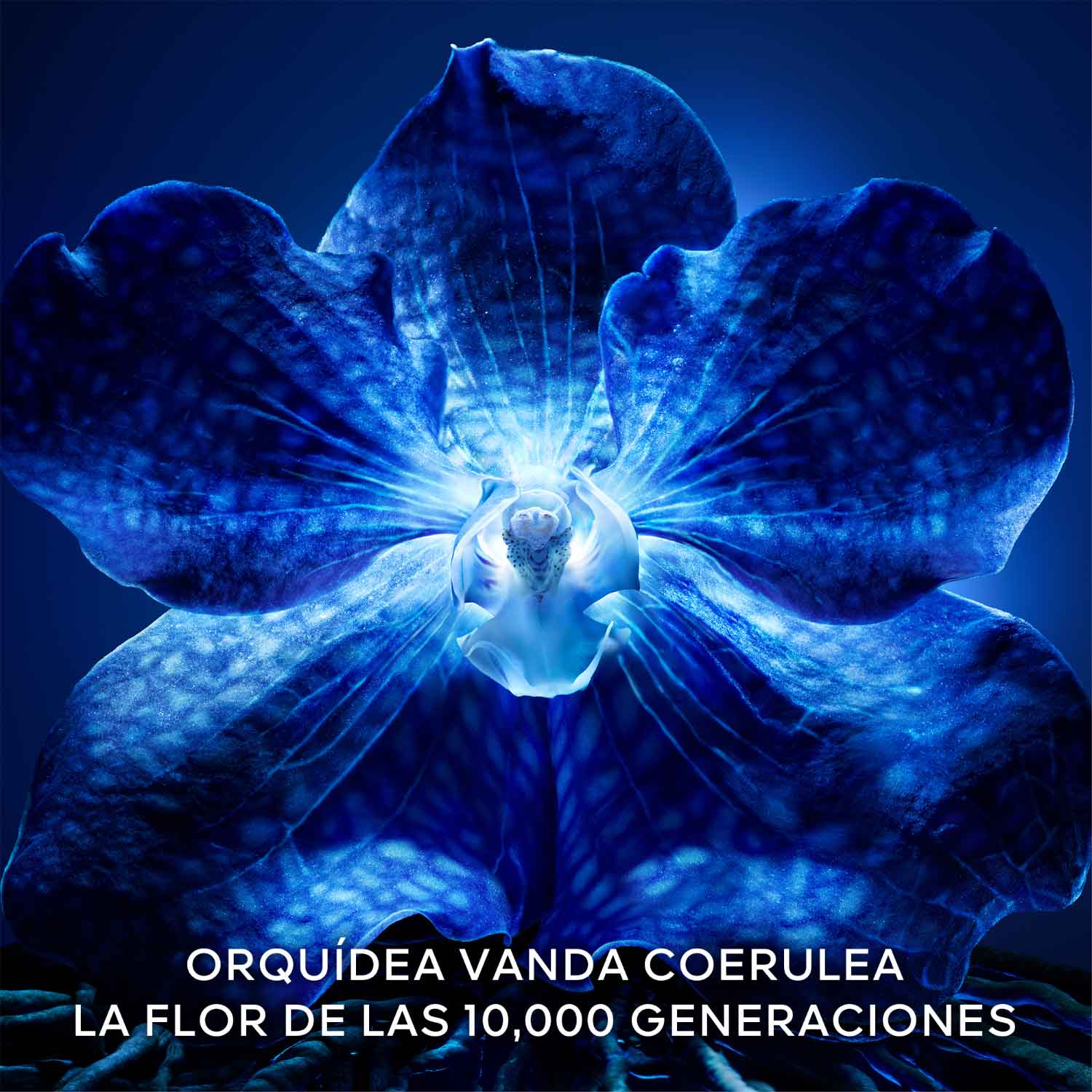 Orquidea Imperial the Longevity Light Cream