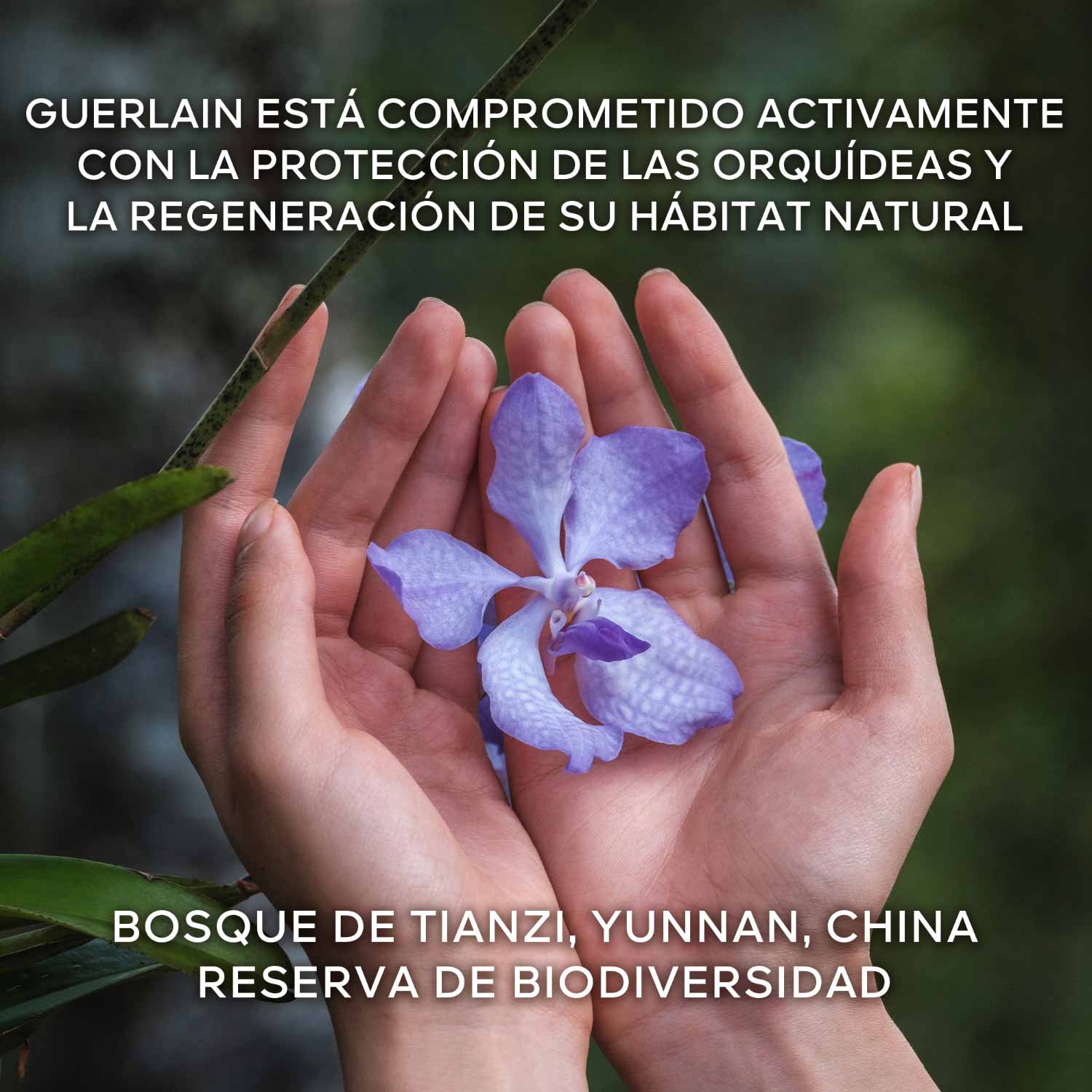 Orquidea Imperial the Longevity Light Cream