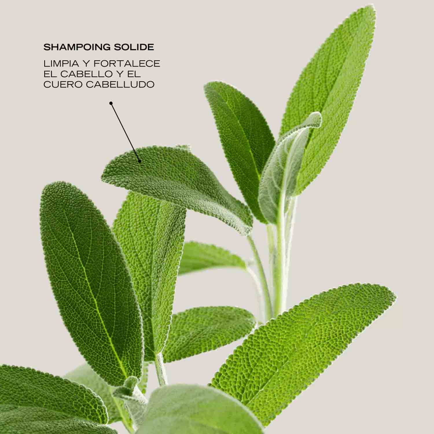 Essentiel Shampoing Solide